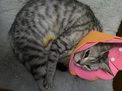 -东日国际动物医院·CT·心脏专科(桃源分院)