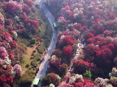 -贵州百里杜鹃风景名胜区