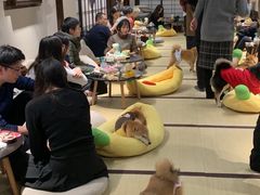 -逗柴咖啡屋·狗咖猫咖宠物桌游