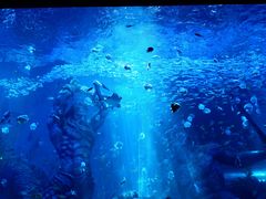 -哈尔滨波塞冬海底世界