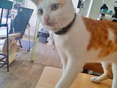 -WATER CAFE(广厦店)