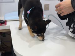 -天使宠物医院·犬猫分诊(彩虹店)