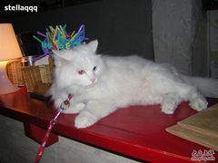 -Babycat私家御饼屋(龙头路一店)