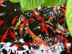 -野蔓果·山野菜(西湖景区·龙井茶田店)