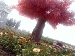 android_upload_pic-北京东方普罗旺斯薰衣草庄园