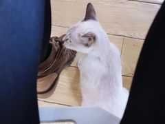 -Cappucimeow猫咪咖啡馆(韦伯时代店)