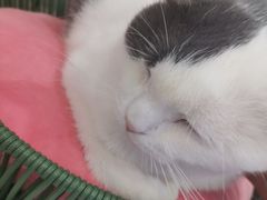 -喵园·猫主题咖啡厅·撸猫·猫咖(国贸店)