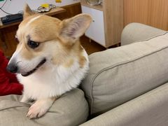 -豆柴町-柴犬主题狗咖(红鼎国际C座店)