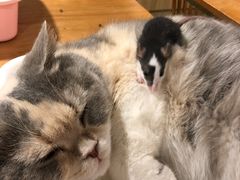 -藦茜花园宠物主题亲子互动体验馆(国顺东路店)