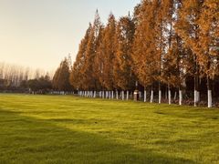 -合肥滨湖国家森林公园