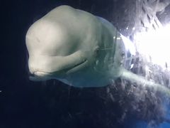 -芜湖新华联大白鲸海洋公园