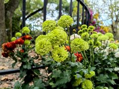 -上海共青森林公园