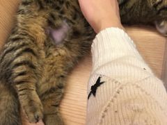 -Pets First伊珊娜洗护·精致美容·家庭式寄养(新会路店)