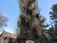 -张掖大佛寺景区