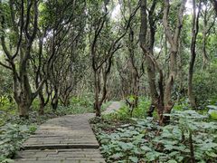 -番禺大夫山森林公园
