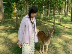 -合肥滨湖国家森林公园