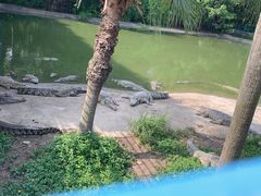 -广州长隆飞鸟乐园
