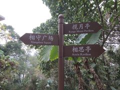-银湖山郊野公园-相思林