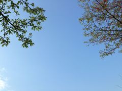 -天适樱花悠乐园