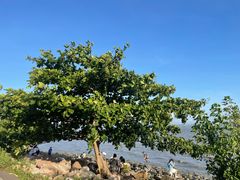 -深圳湾公园(南山区)
