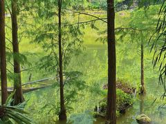 -深圳仙湖植物园