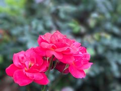 -人民公园(罗湖区)