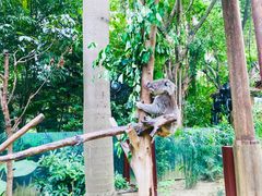 -广州长隆野生动物世界