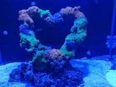 -海合安武汉极地海洋公园