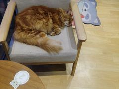 -藏猫猫咖啡主题馆(中央大道店)