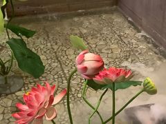 -蜀九鼎毛肚火锅(建瓯店)