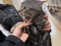 -宠福鑫康馨动物医院·骨科·眼科