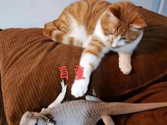 -酷以爬仙阁实体爬宠店·守宫·蜥蜴·专业繁育