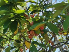 -沙美村