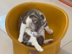 -平行世界·猫咖(首经贸店)