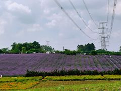 -紫颐香薰山谷景区