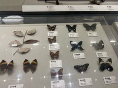 -四川大学博物馆