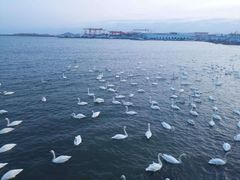 -烟墩角天鹅湖