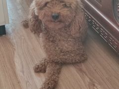 -纳吉亚猫专科动物诊疗中心(蒋宅口分院)