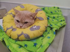 -凯特喵百思猫专科医院