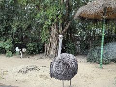 -广州长隆飞鸟乐园