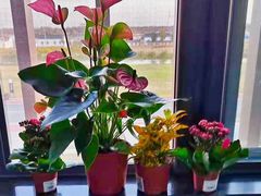 -荷兰花海