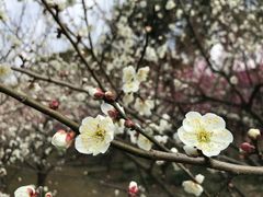-香雪海