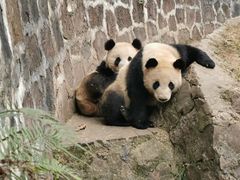 -都江堰中华大熊猫苑