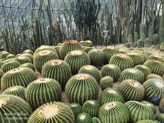 -深圳仙湖植物园