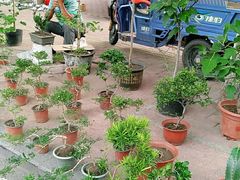 -长宁东道花卉宠物市场