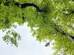 -玫瑰甜品(文明路店)