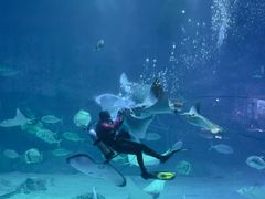 -烟台海昌鲸鲨海洋公园