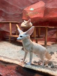 -Zoolung Zoolung动物主题公园(海信广场店)