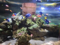 -洛阳龙门海洋馆