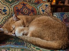 -咖法森林·咖啡  酒吧(天河店)